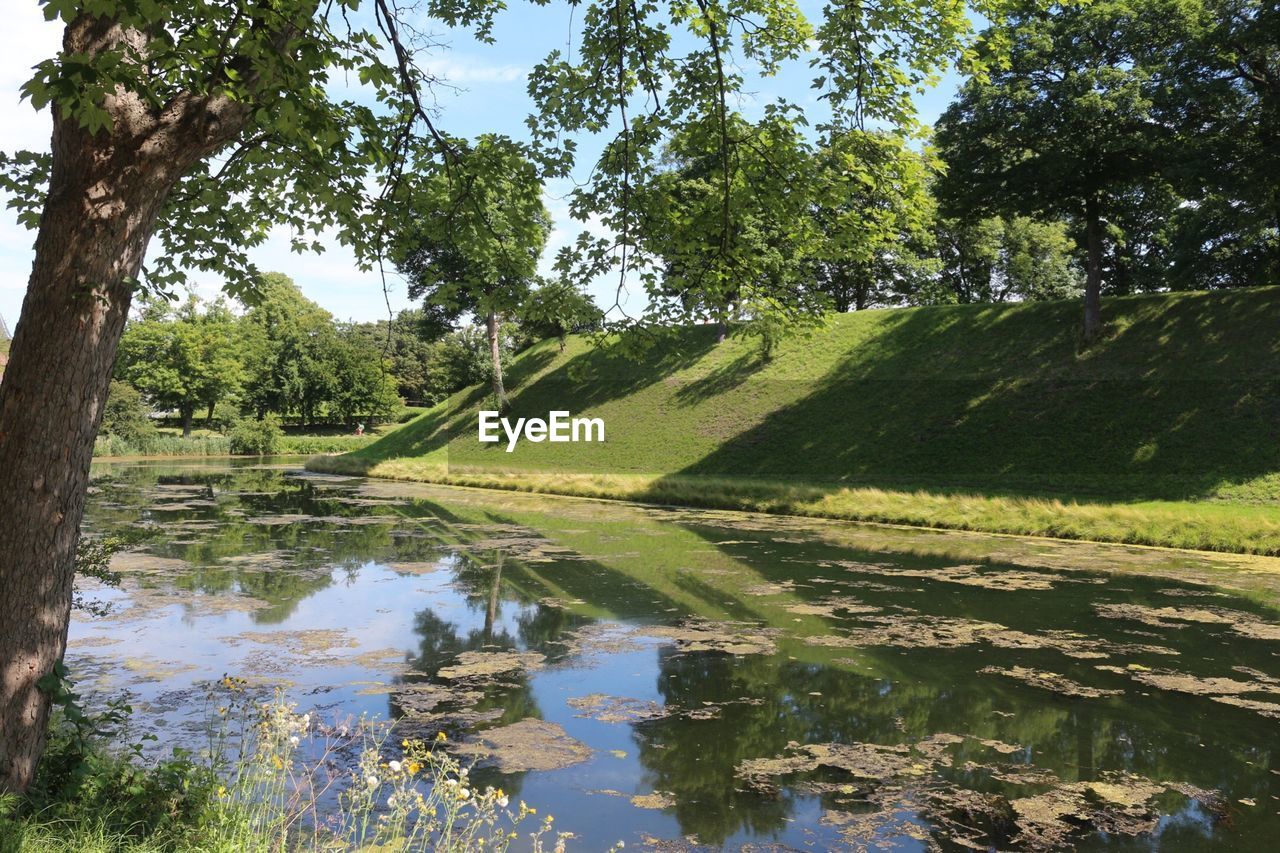 Trees by lake at park