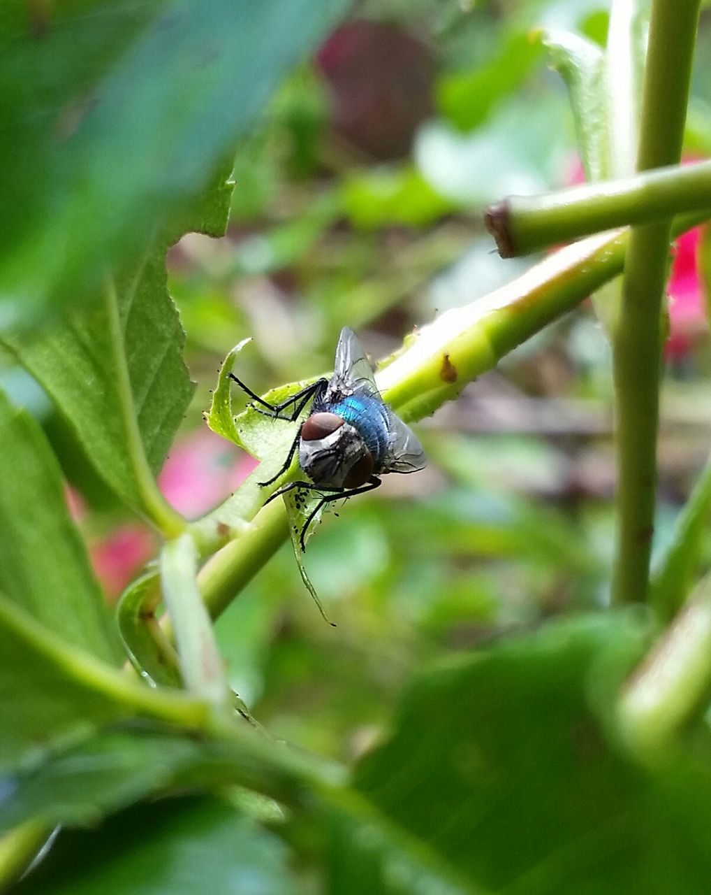 CLOSE-UP OF INSECT ON PLANT