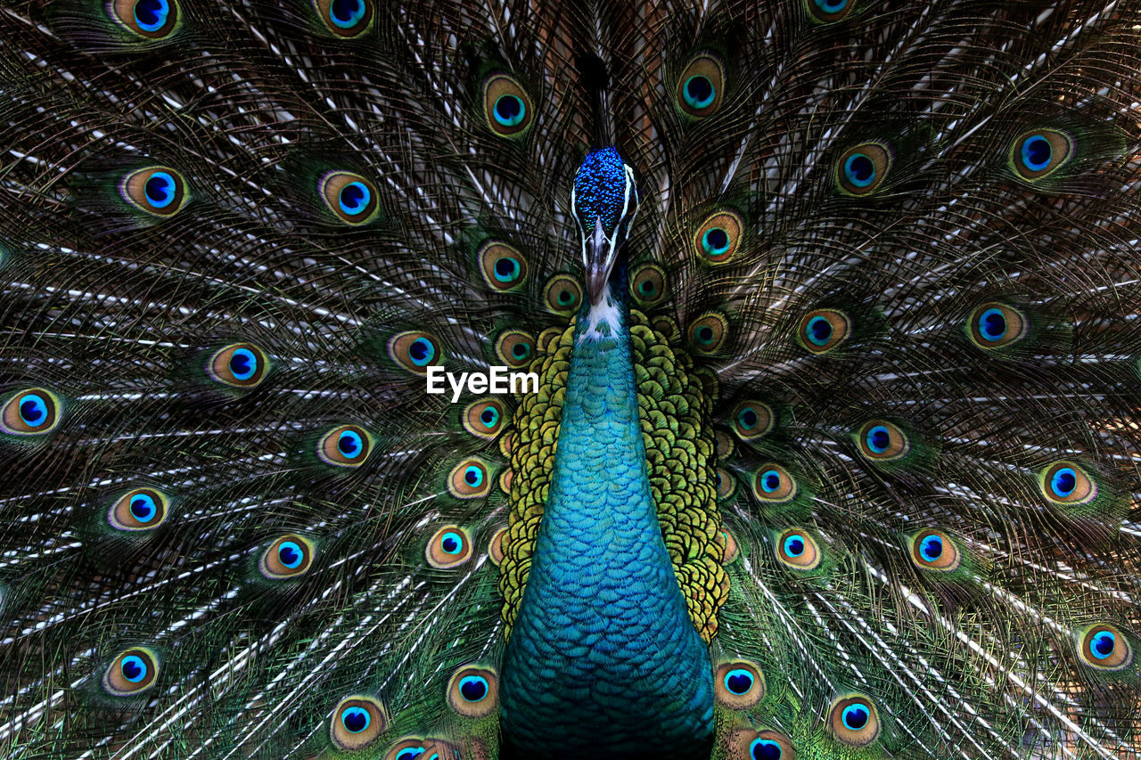 Close-up of peacock with fanned out feathers