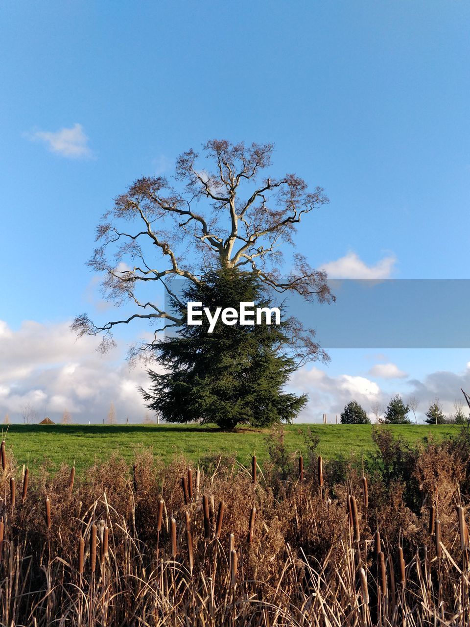 TREE IN FIELD AGAINST SKY