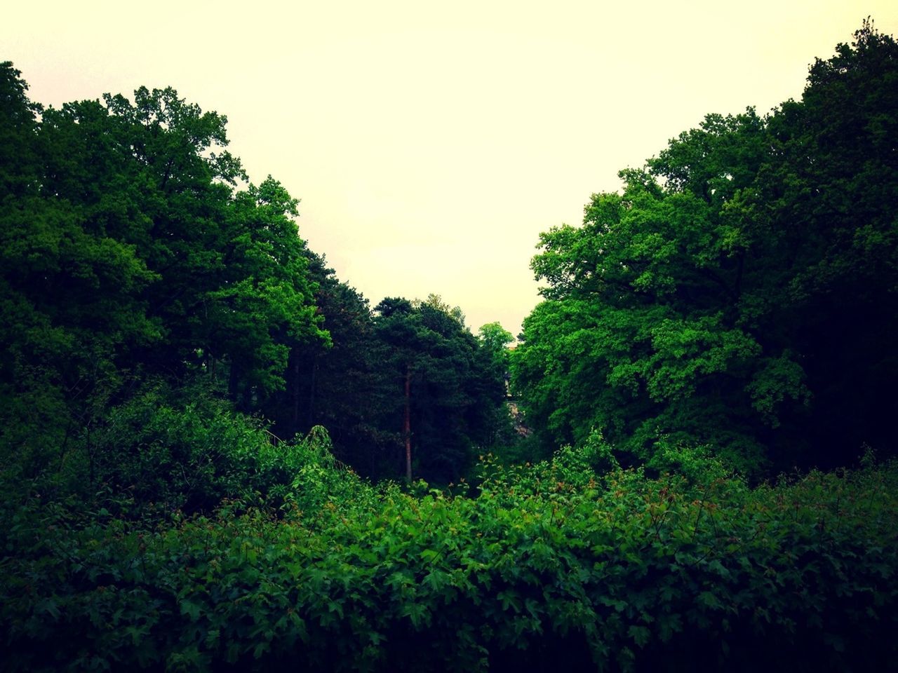 Trees in park