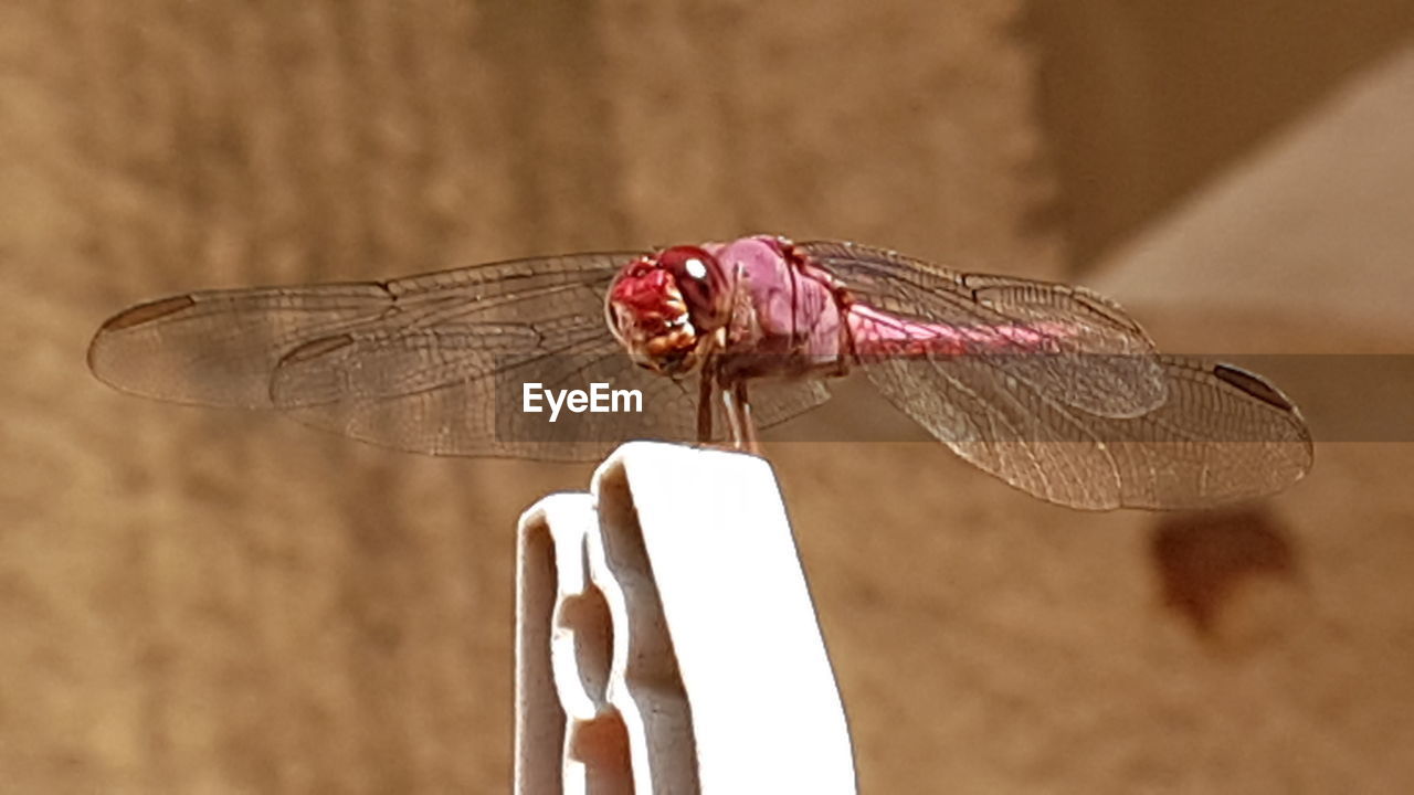 CLOSE-UP OF INSECT PERCHING ON STEM