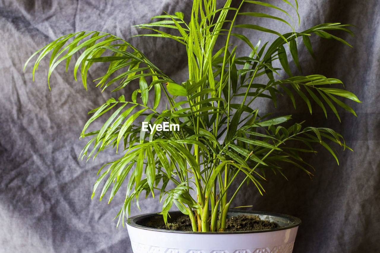 HIGH ANGLE VIEW OF POTTED PLANTS