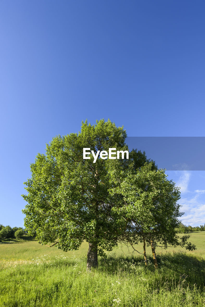 Tree on field against clear blue sky