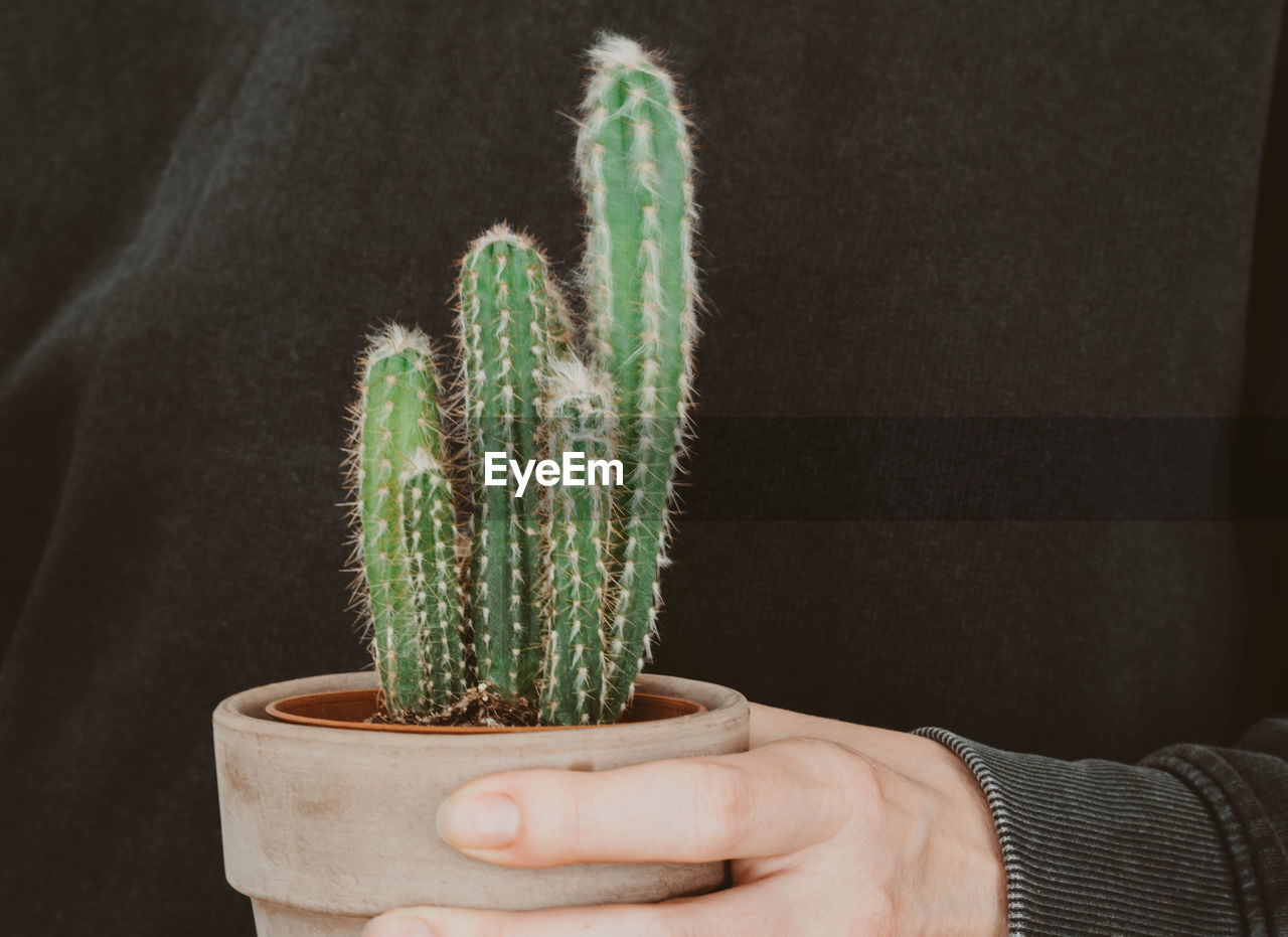 A close-up of a hand holding a small potted cactus