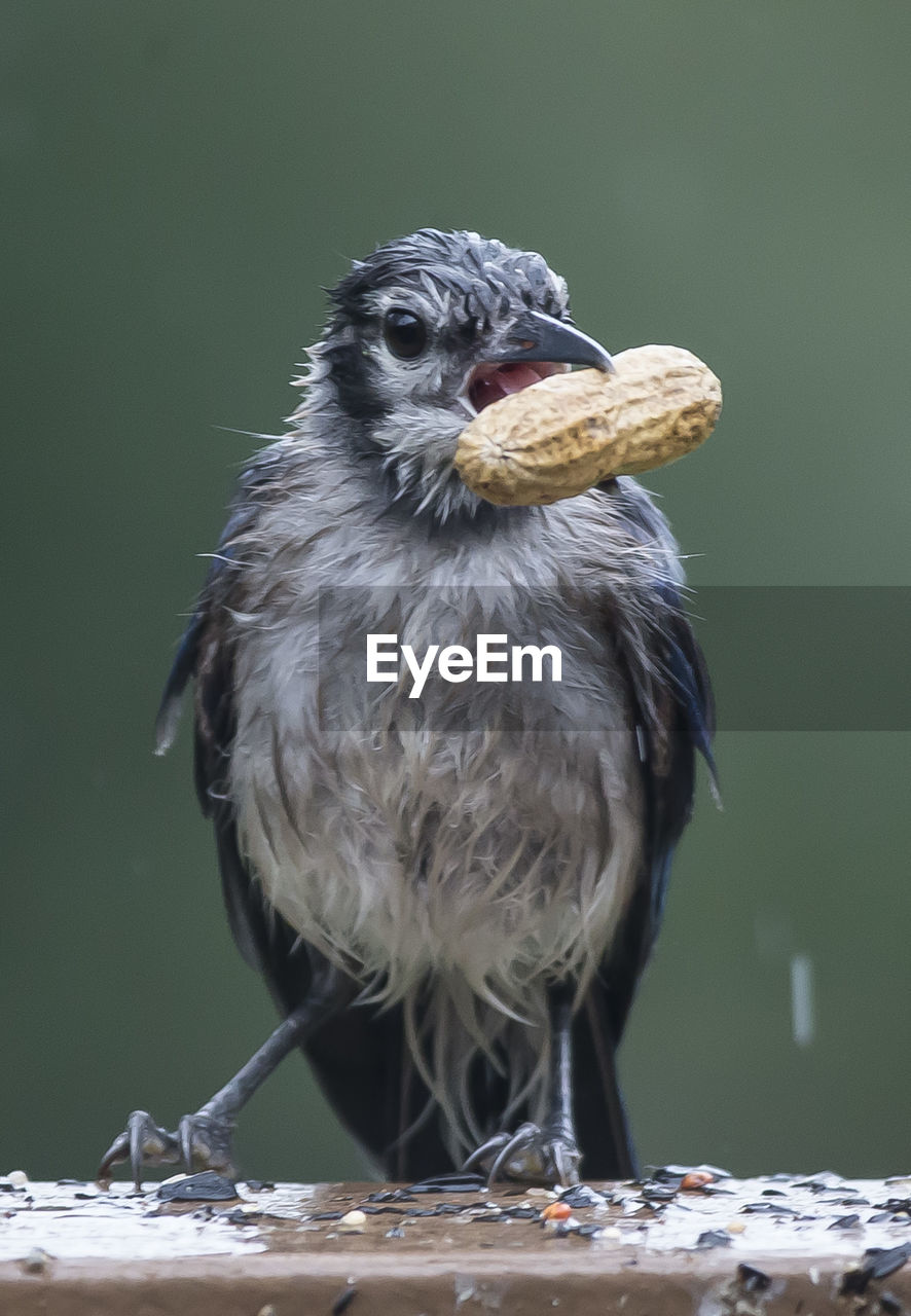 Close-up of bird eating peanut