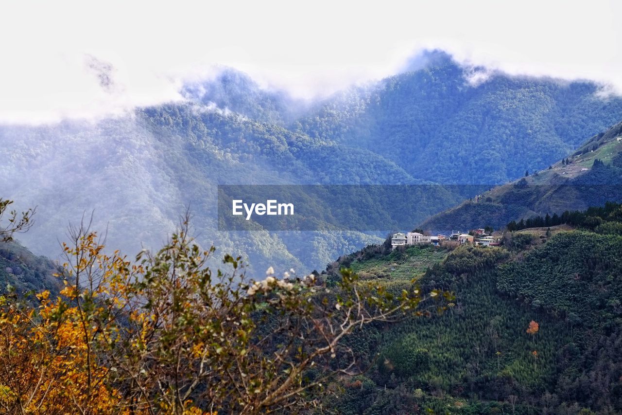 VIEW OF TREES ON LANDSCAPE