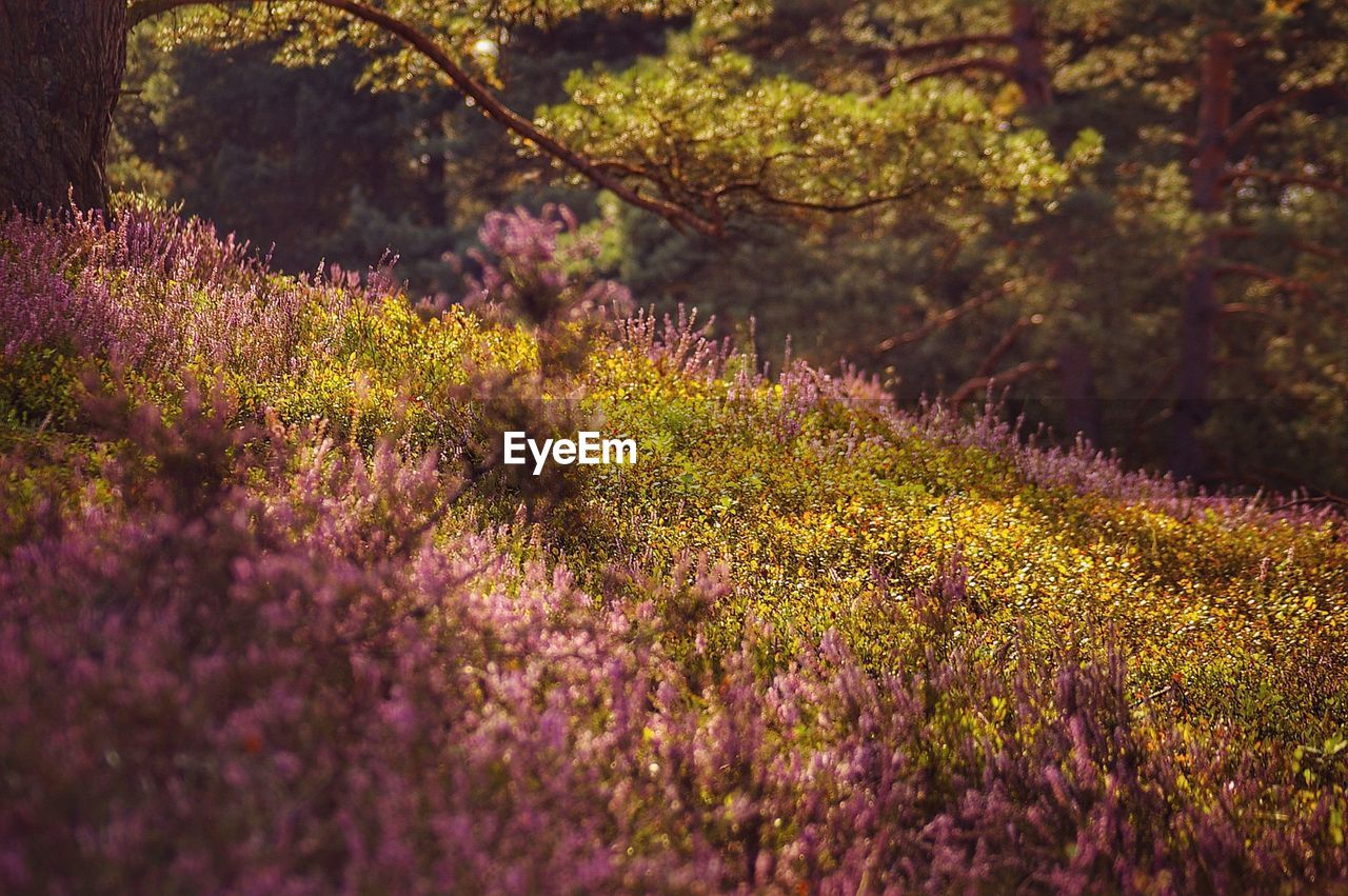 Close-up of purple flowering plants on field