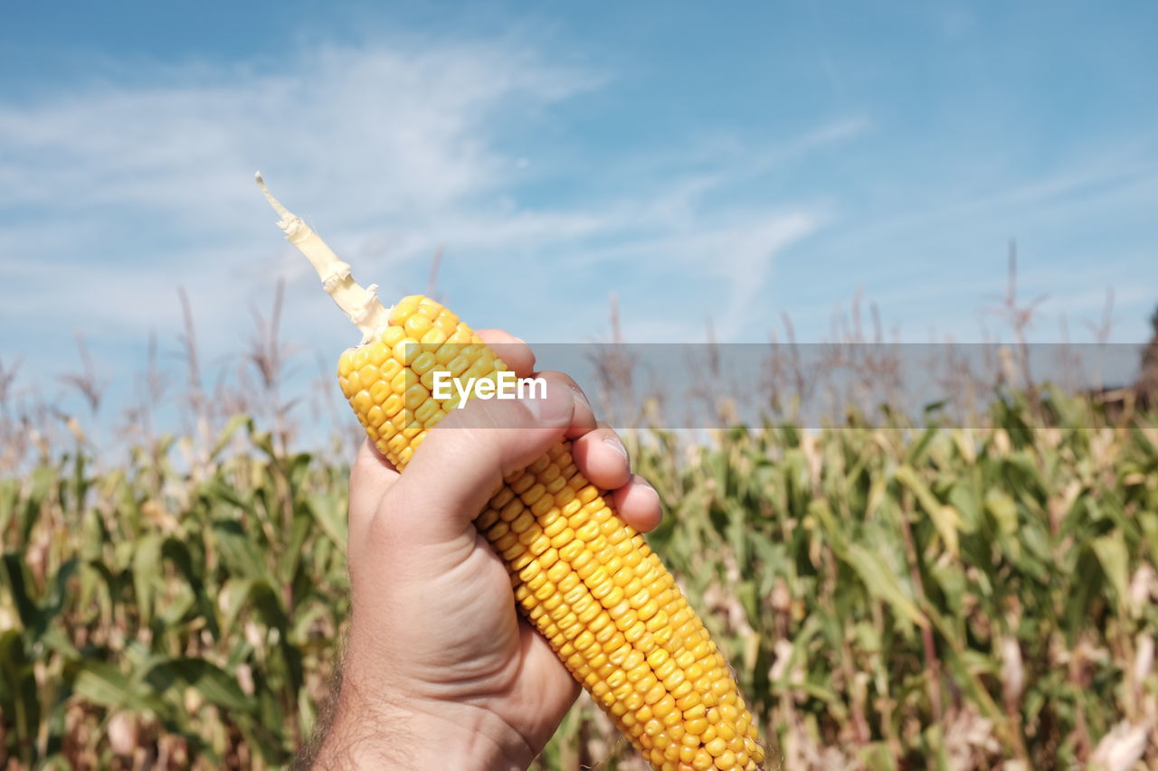 Cropped image of hand holding sweetcorn on field