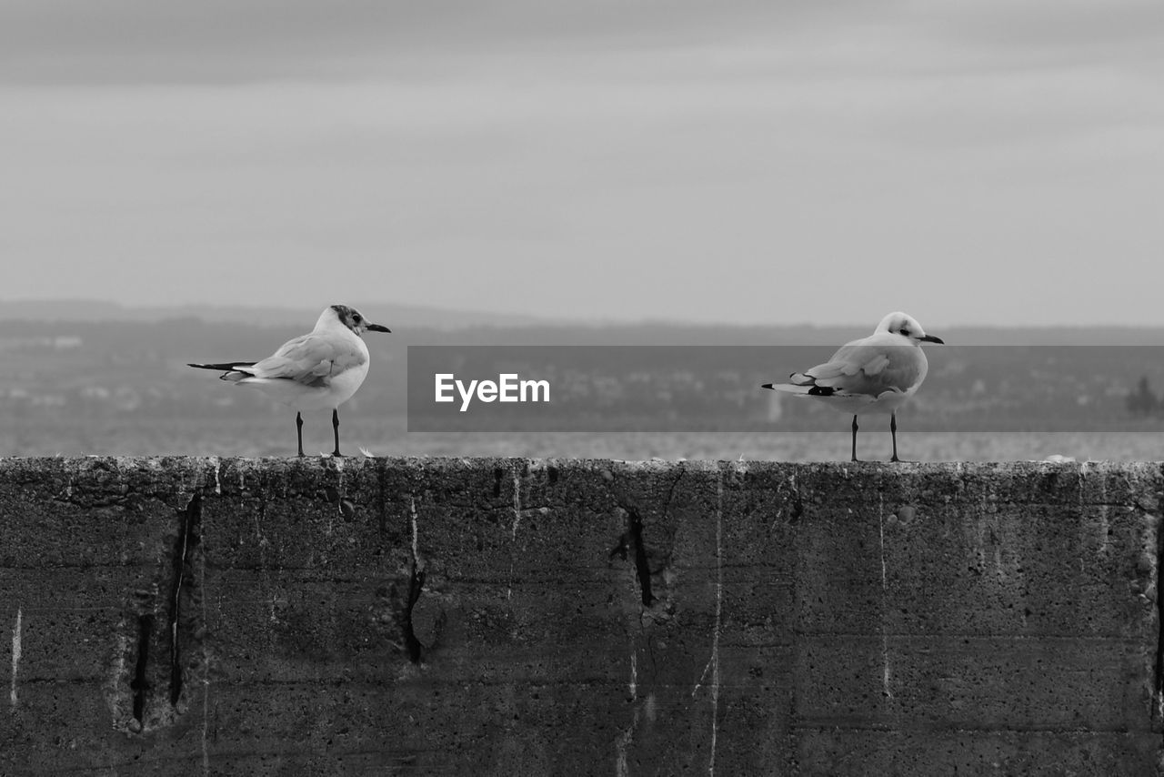 SEAGULL PERCHING ON A BIRD