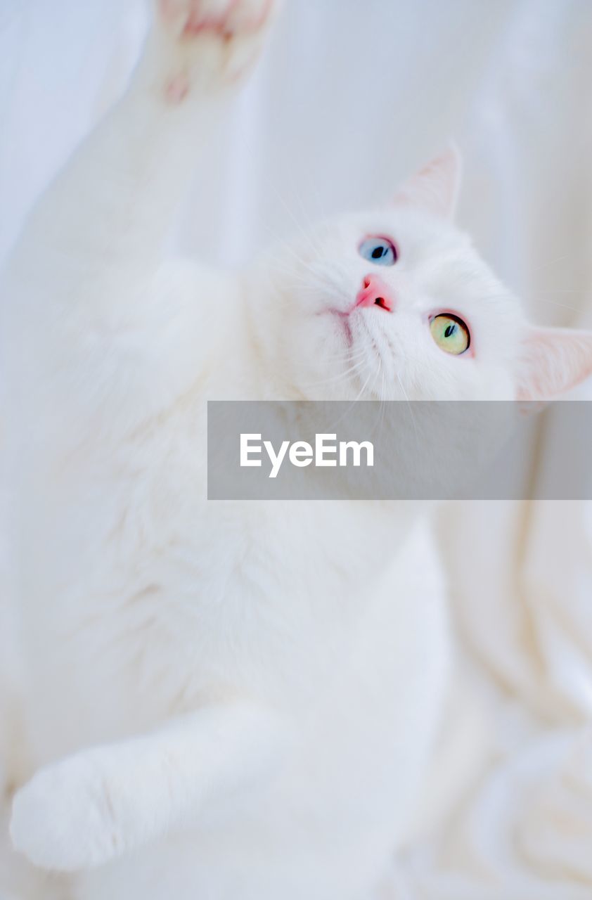CLOSE-UP PORTRAIT OF WHITE CAT WITH EYES
