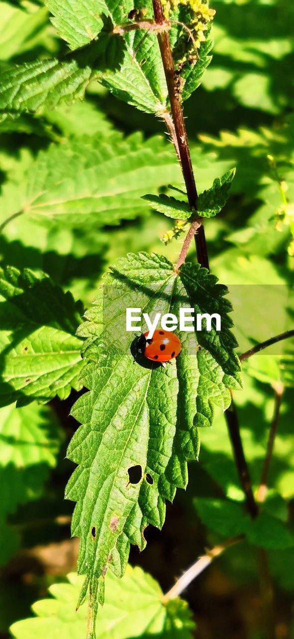 plant, green, animal wildlife, animal themes, animal, leaf, plant part, insect, nature, wildlife, flower, tree, beetle, one animal, ladybug, close-up, no people, day, outdoors, beauty in nature, focus on foreground, branch, growth, produce, red, sunlight, macro photography
