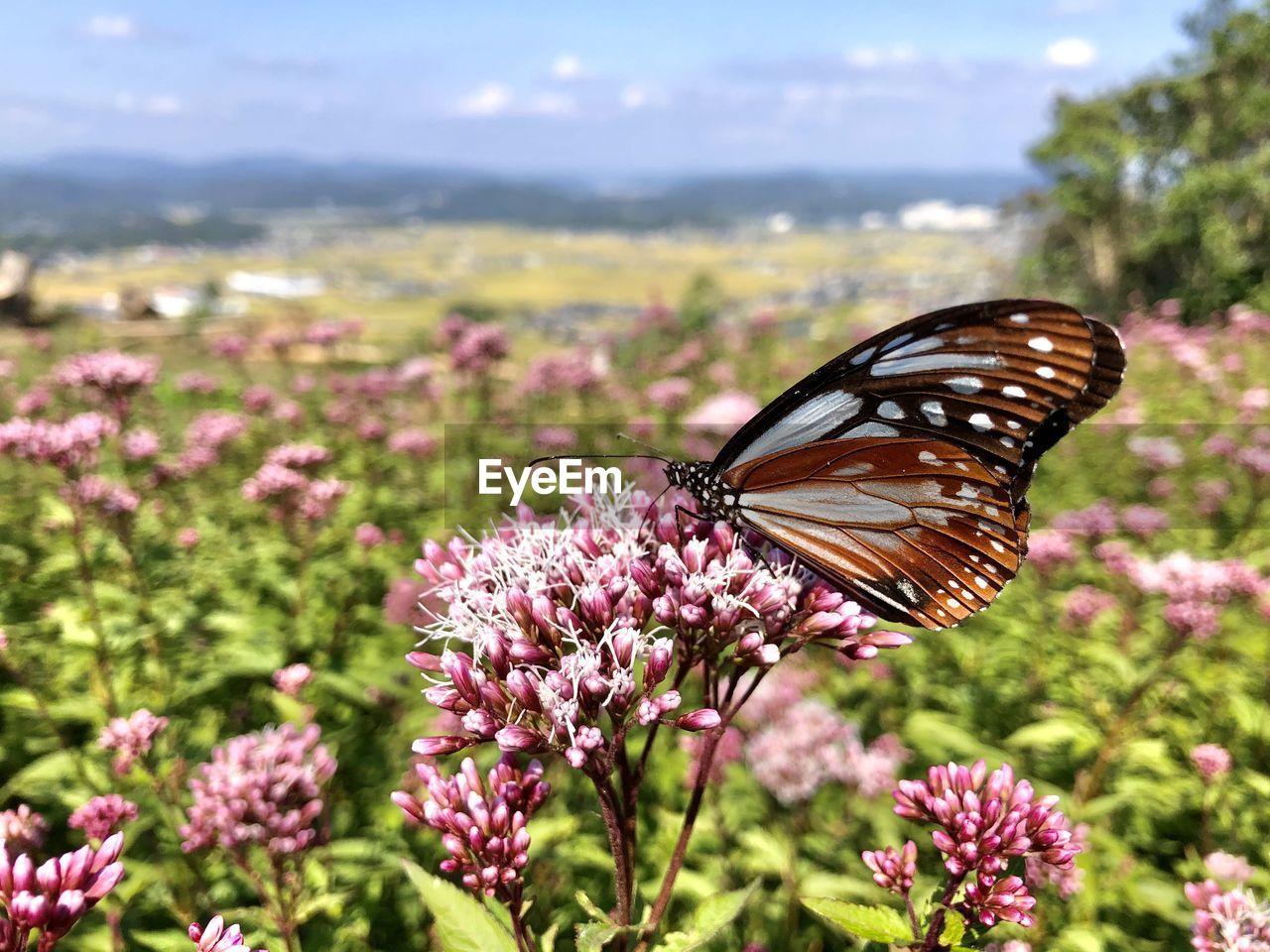 CLOSE-UP OF BUTTERFLY POLLINATING ON PURPLE FLOWERING PLANTS
