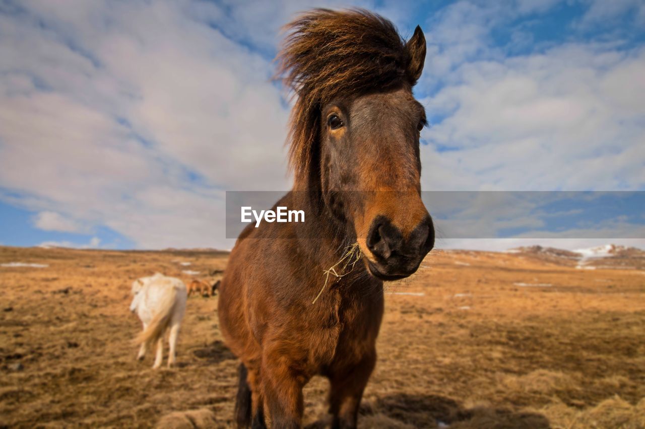 Horse standing on meadow against sky