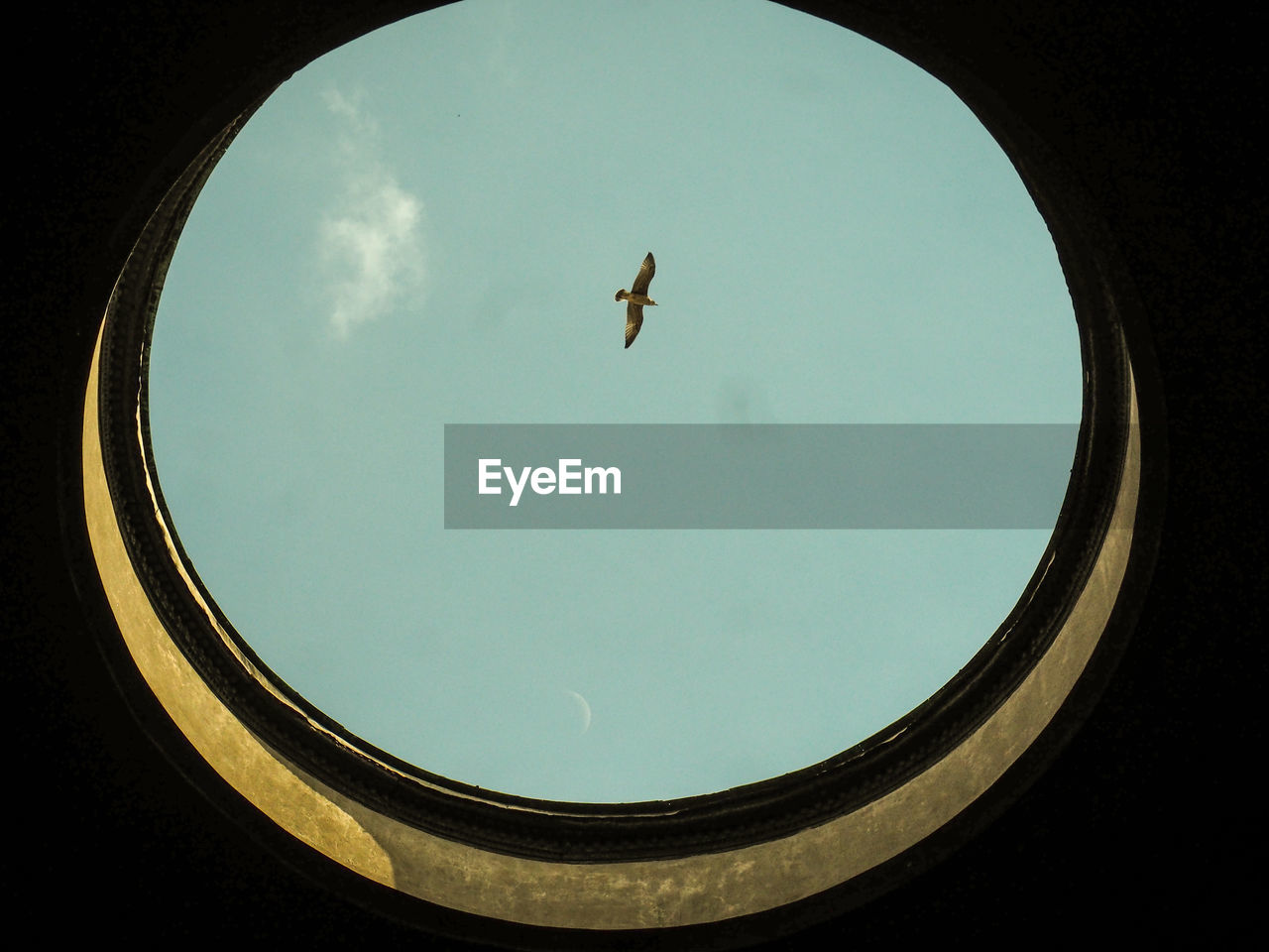 Low angle view of bird flying in blue sky seen through skylight