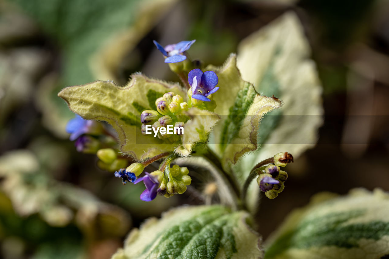 nature, flower, flowering plant, plant, green, beauty in nature, macro photography, close-up, freshness, growth, wildflower, purple, leaf, animal wildlife, flower head, no people, fragility, blossom, selective focus, petal, animal, plant part, outdoors, animal themes, day, insect, food, wildlife, inflorescence, food and drink, focus on foreground, botany, springtime