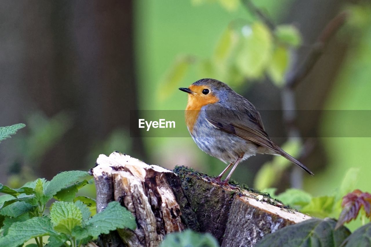 CLOSE-UP OF BIRD PERCHING ON PLANT