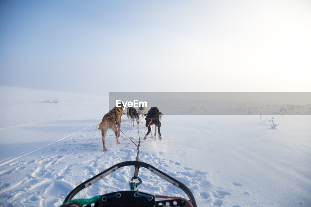 A beautiful husky dog team pulling a sled in beautiful norway morning scenery. 