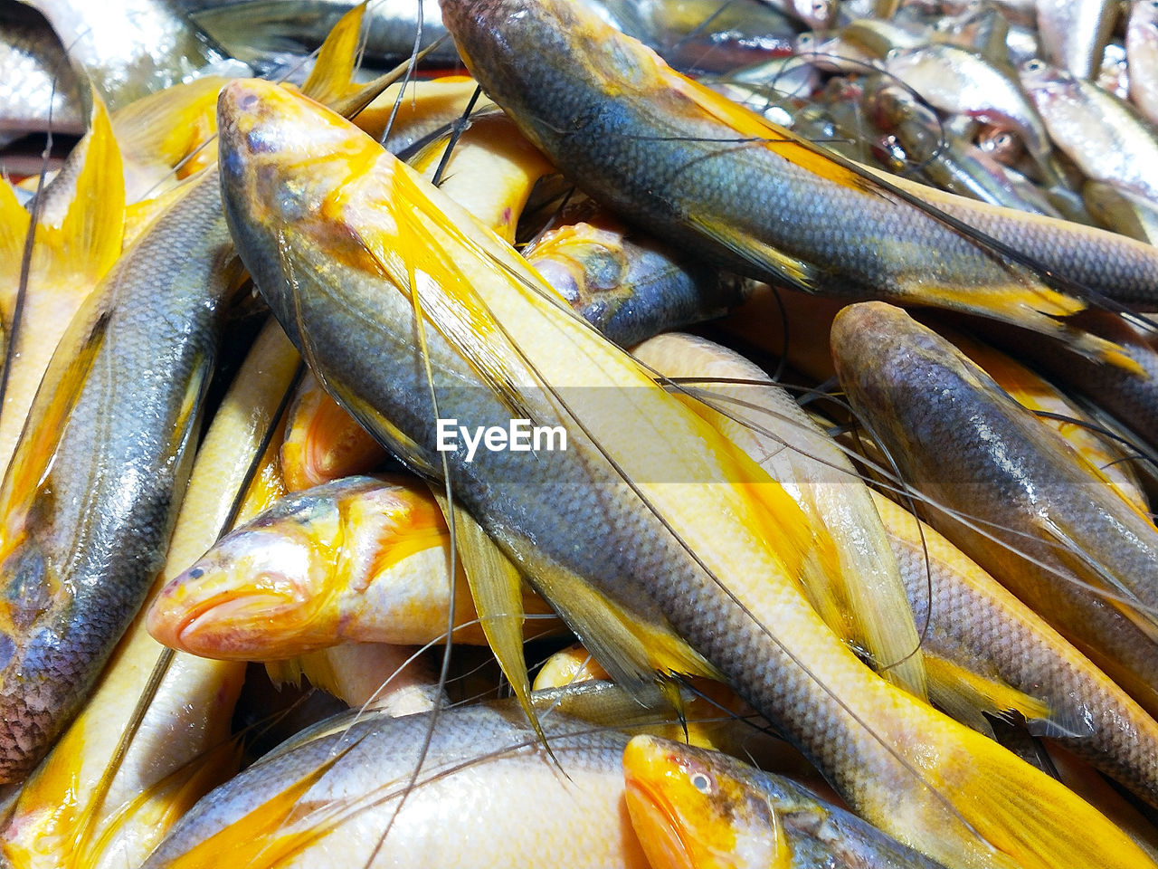 HIGH ANGLE VIEW OF FISH FOR SALE