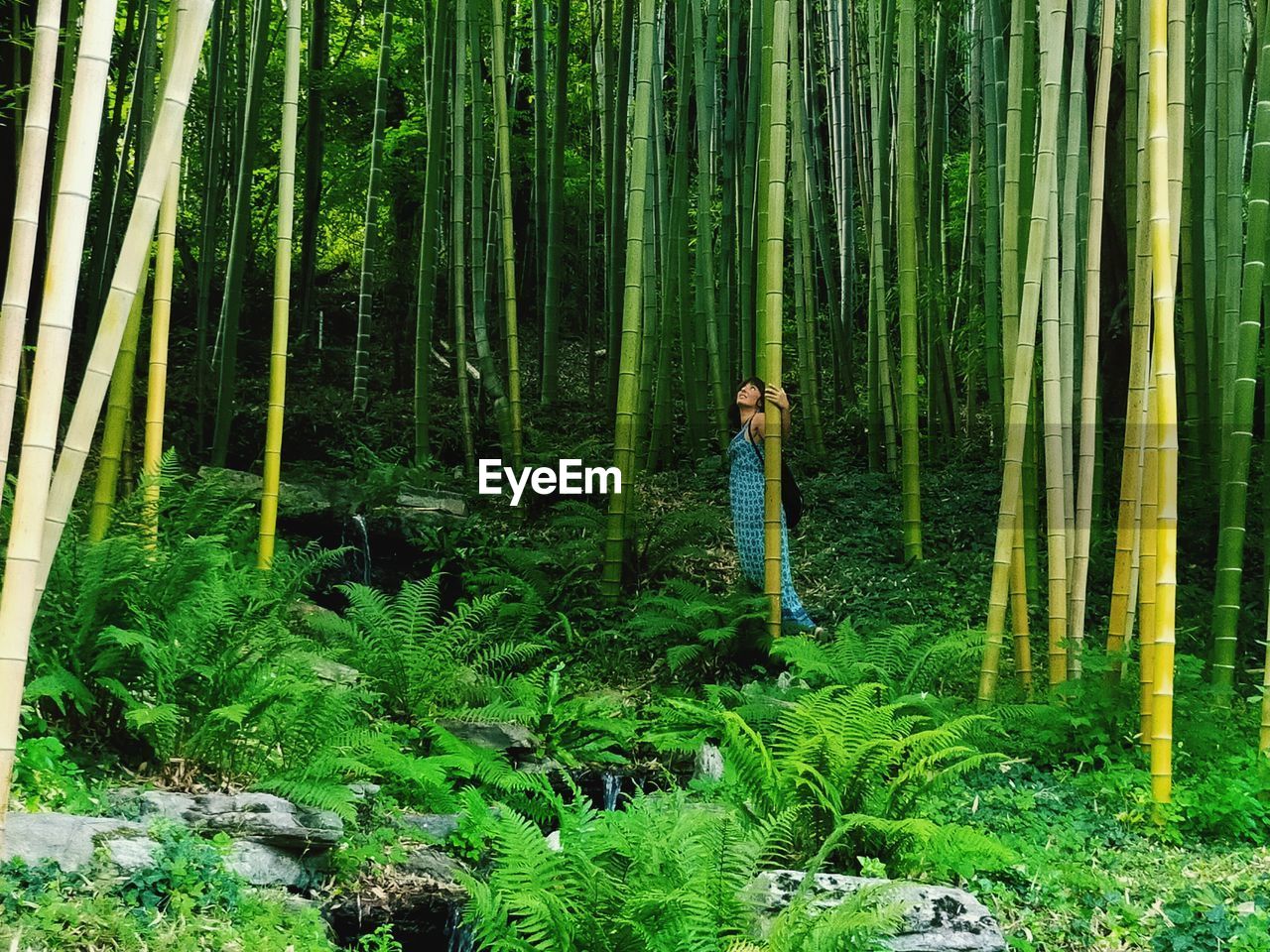 Bamboo forest - onesses - one with nature