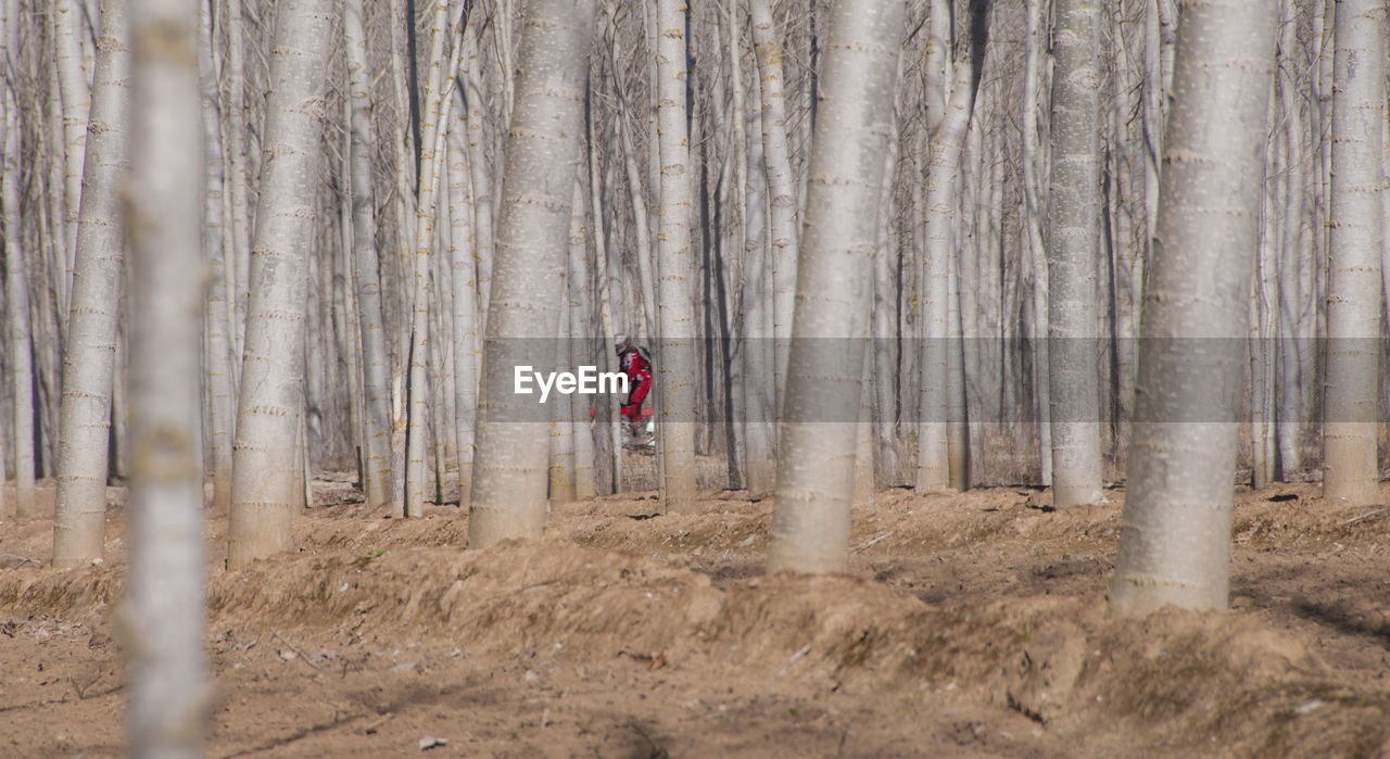 YOUNG MAN WITH TREES IN FOREST