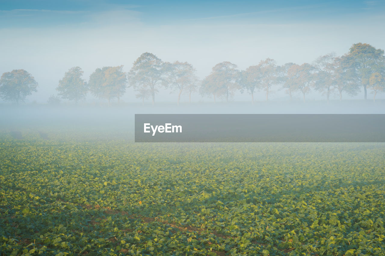 SCENIC VIEW OF FIELD AGAINST SKY DURING FOGGY WEATHER