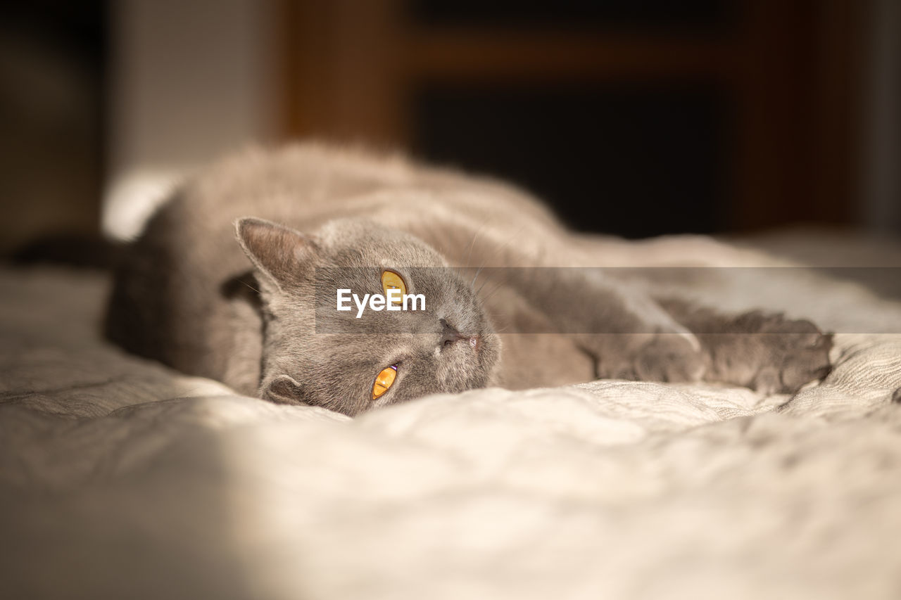 Portrait of lying gray cat with orange eyes close-up. british blue shorthair cat. selective focus