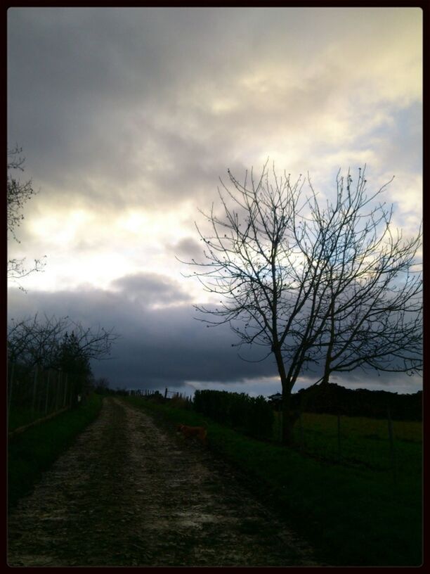 Street by bare trees on field against cloudy sky