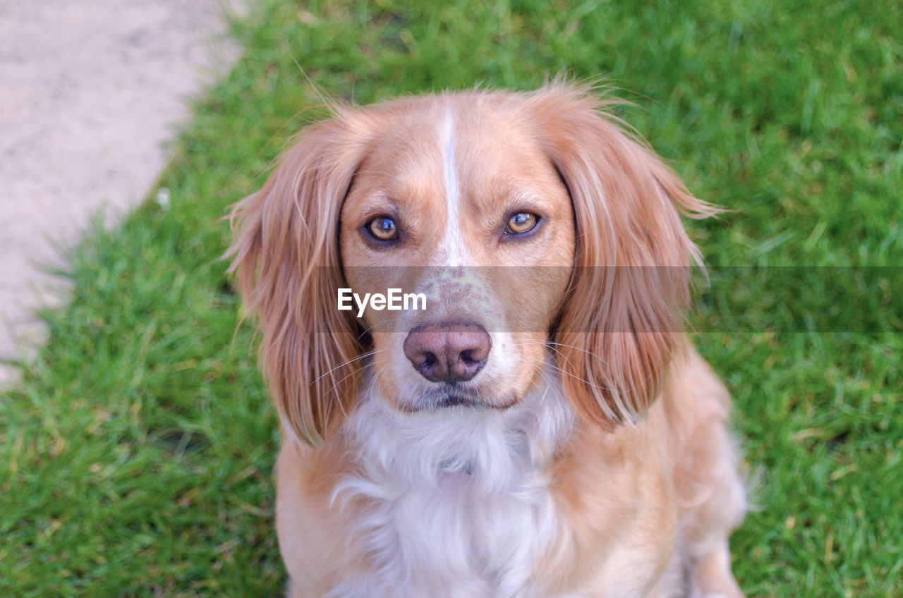 Portrait of a working cocker spaniel.