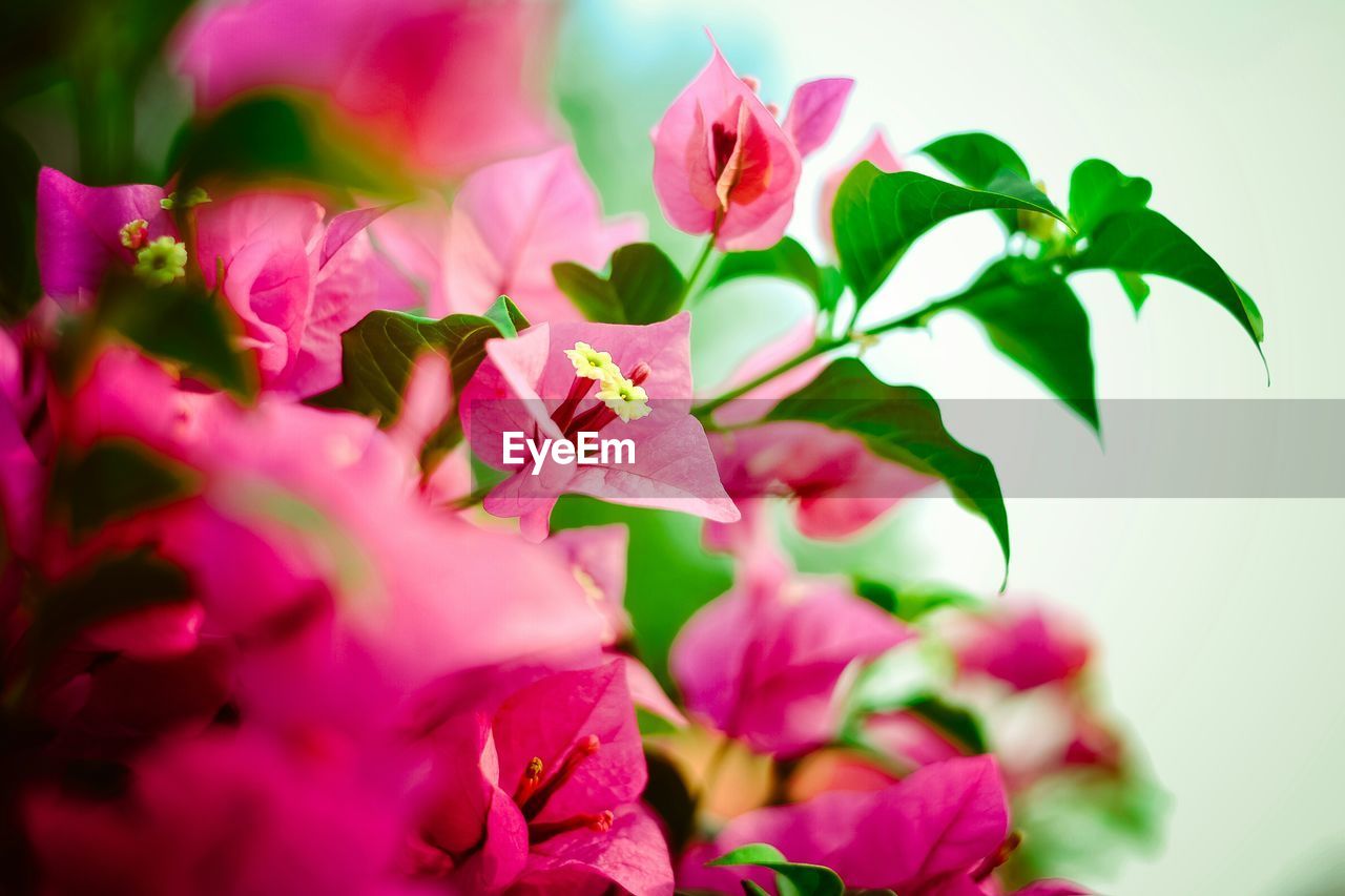 CLOSE-UP OF PINK FLOWERS IN BLOOM