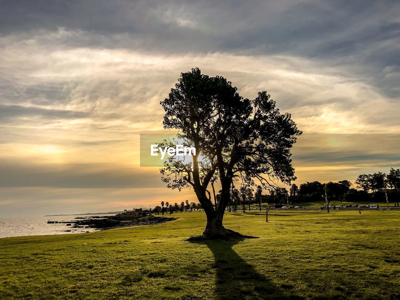 Tree on field against sky during sunset