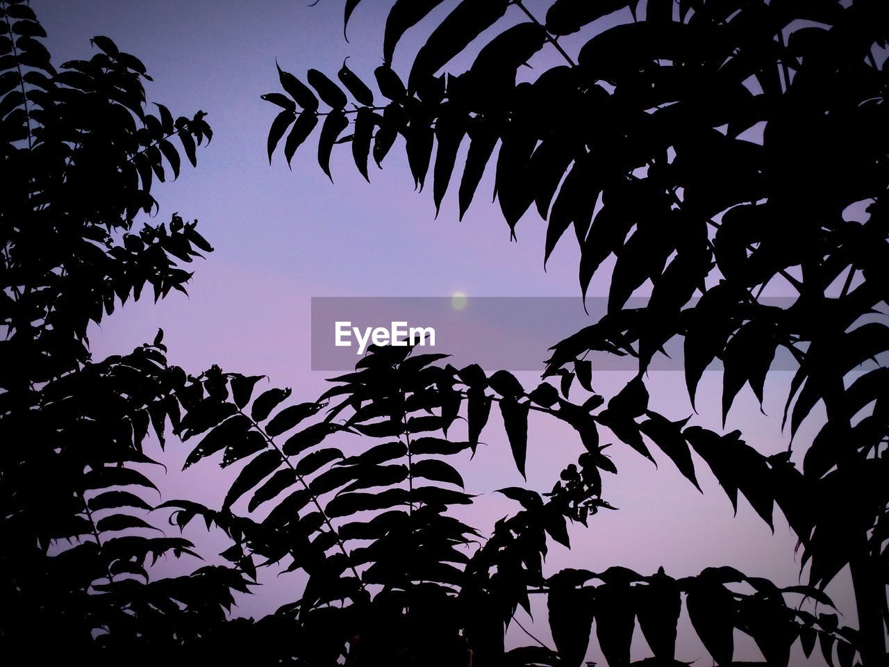 Low angle view of silhouette trees against blue sky
