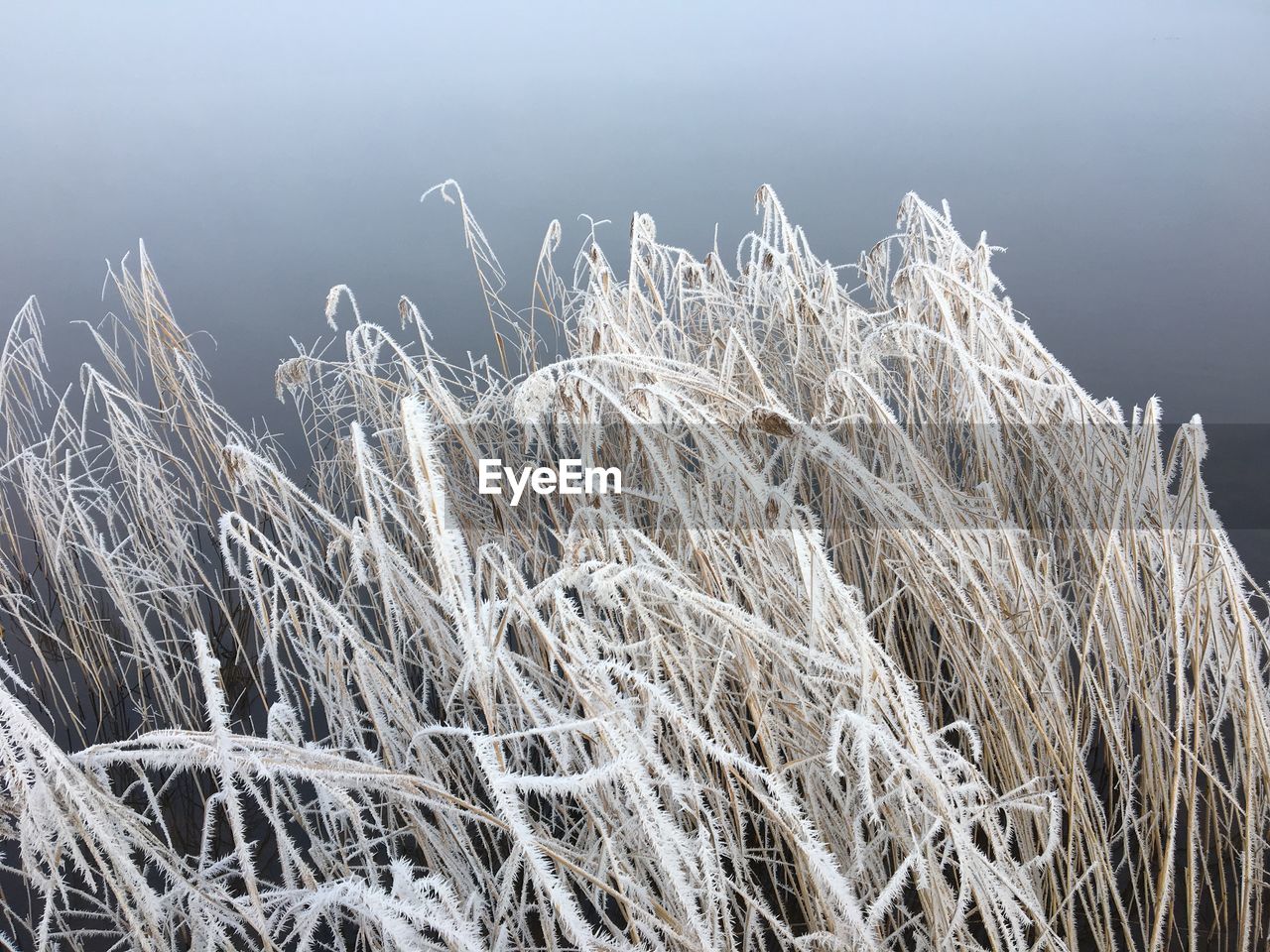 High angle view of frozen grass against sky