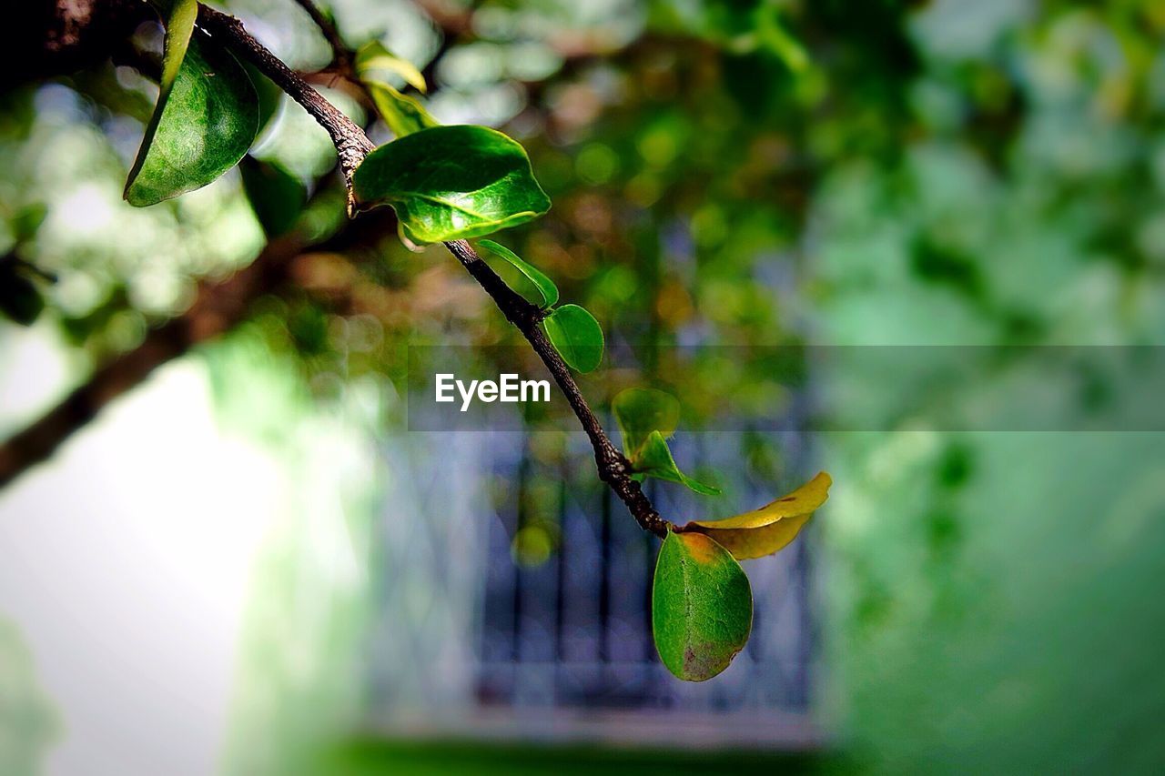 Close-up of leaves growing on tree