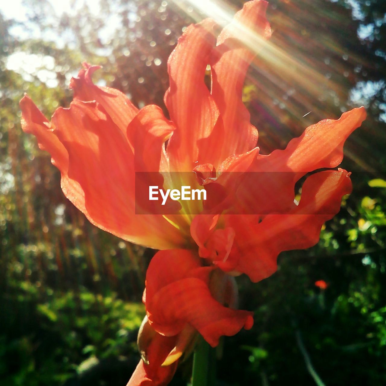 CLOSE-UP OF RED FLOWERS