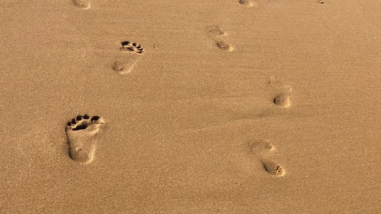 High angle view of footprints on sand