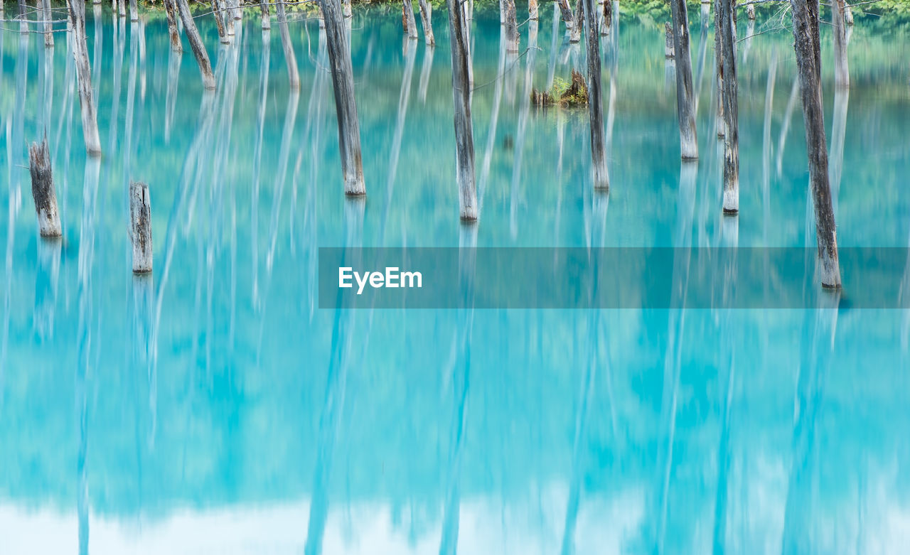 Old wooden posts in turquoise lake at forest