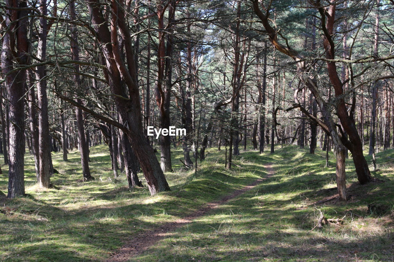 TREES IN THE FOREST