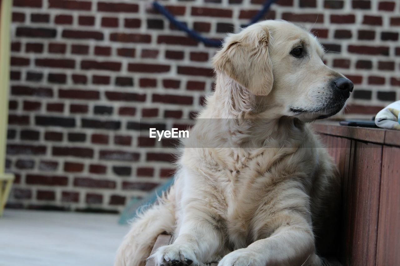 Close-up of a dog looking away