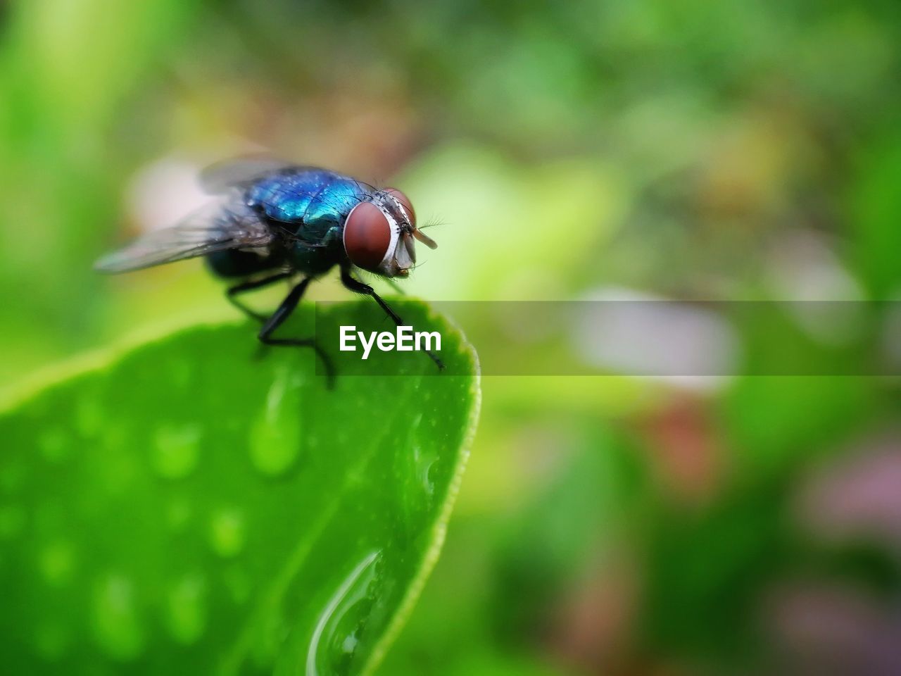 CLOSE-UP OF HOUSEFLY ON PLANT