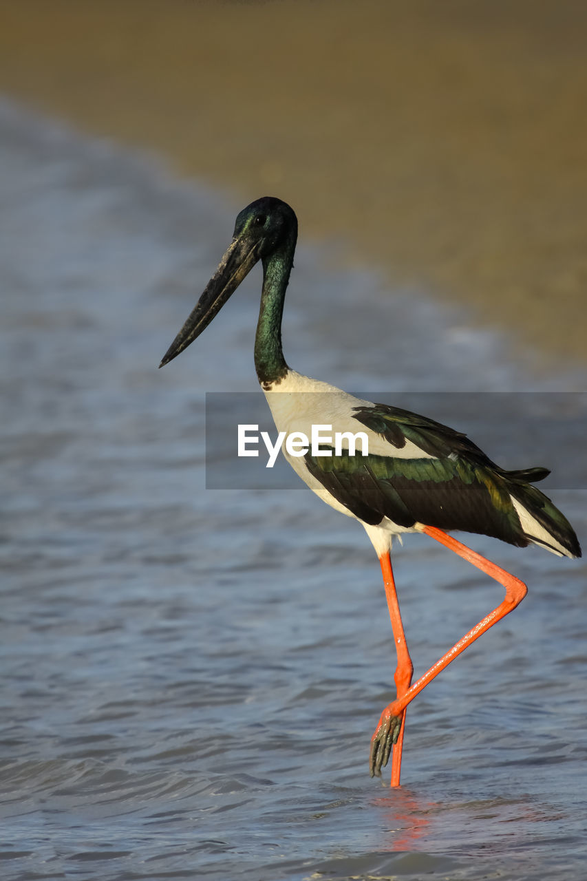 Side view of a black necked stork or jabiru in lake