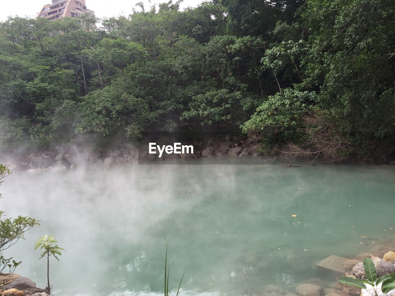 Smoke over hot spring lake by trees