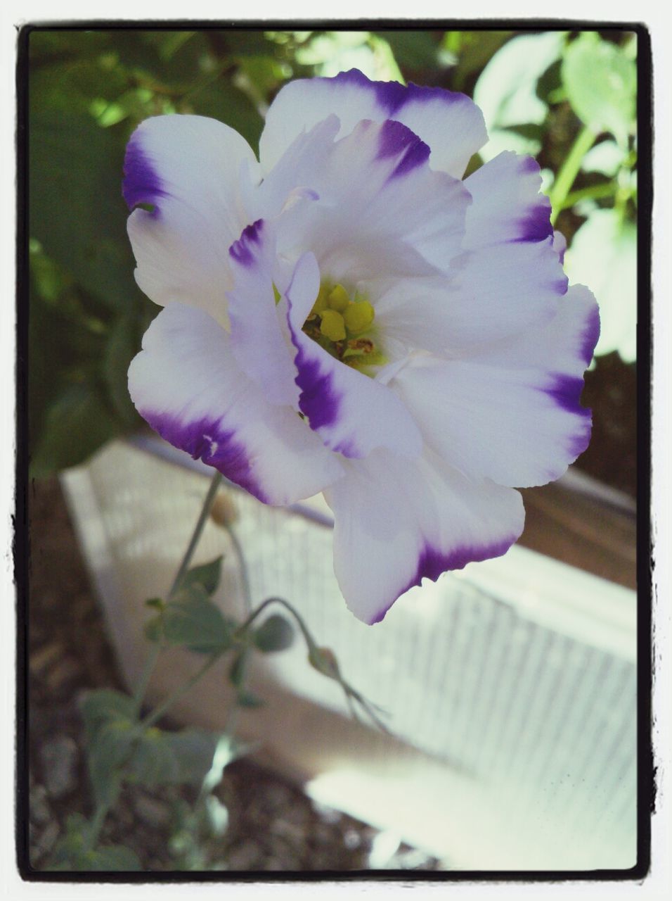 CLOSE-UP OF PURPLE FLOWERS BLOOMING OUTDOORS