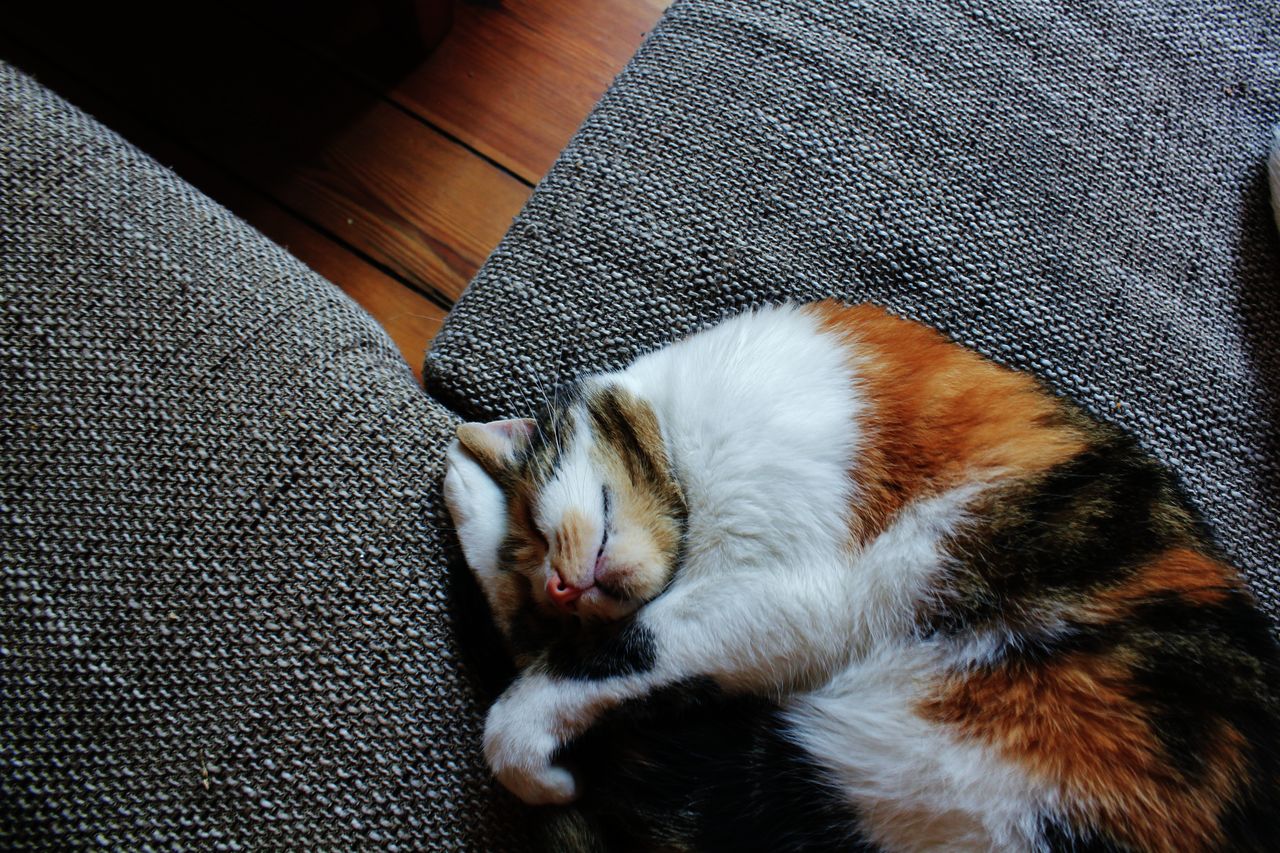 Close-up of cat relaxing at home