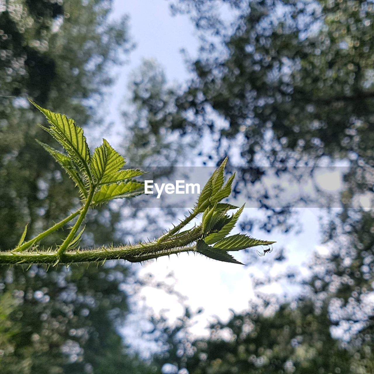 Low angle view of pine tree leaves