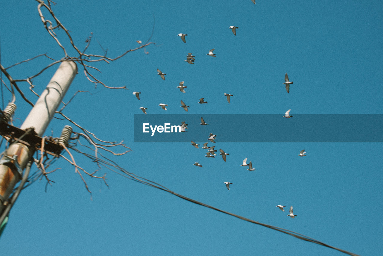 LOW ANGLE VIEW OF BIRDS FLYING IN SKY