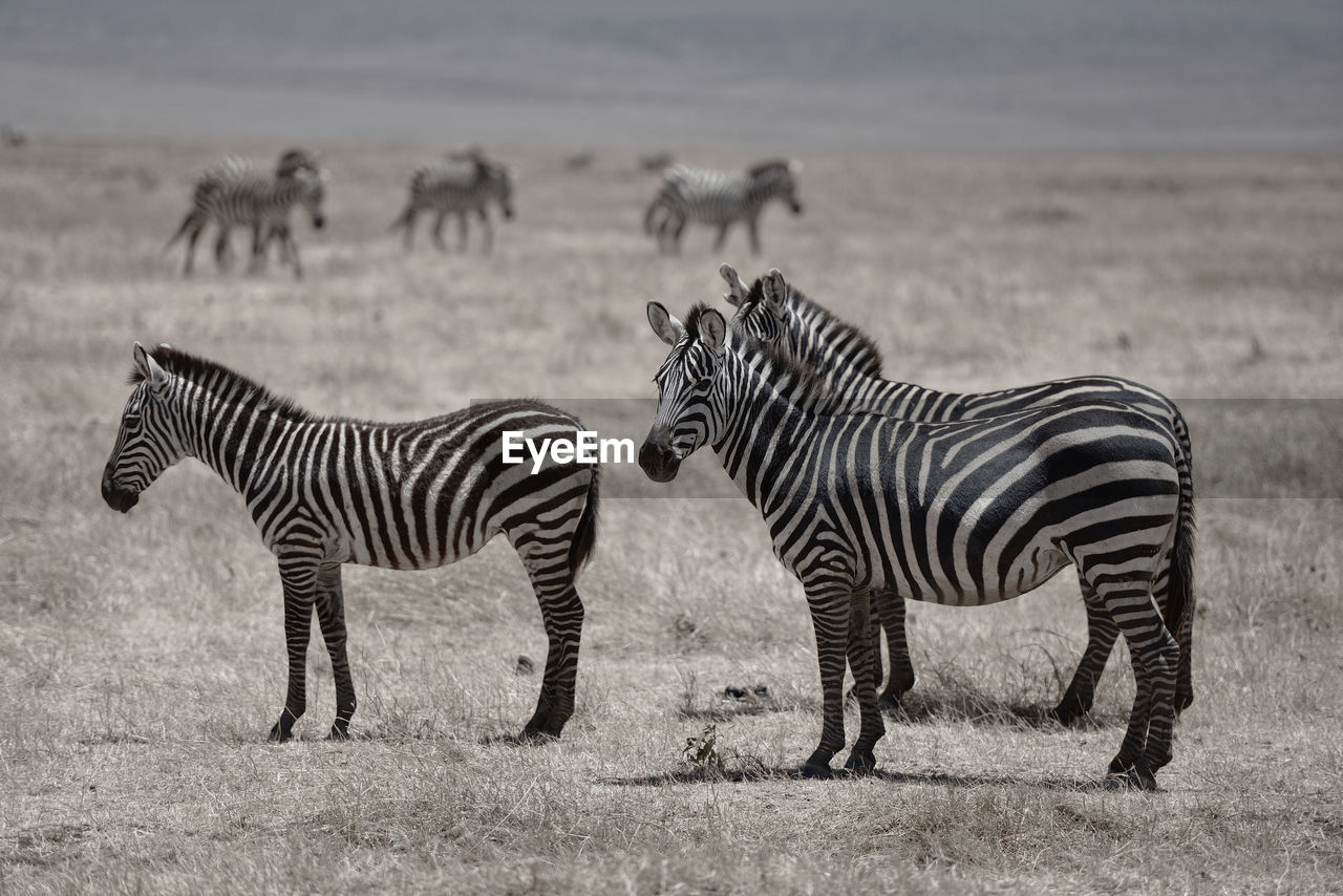 VIEW OF ZEBRA ON FIELD