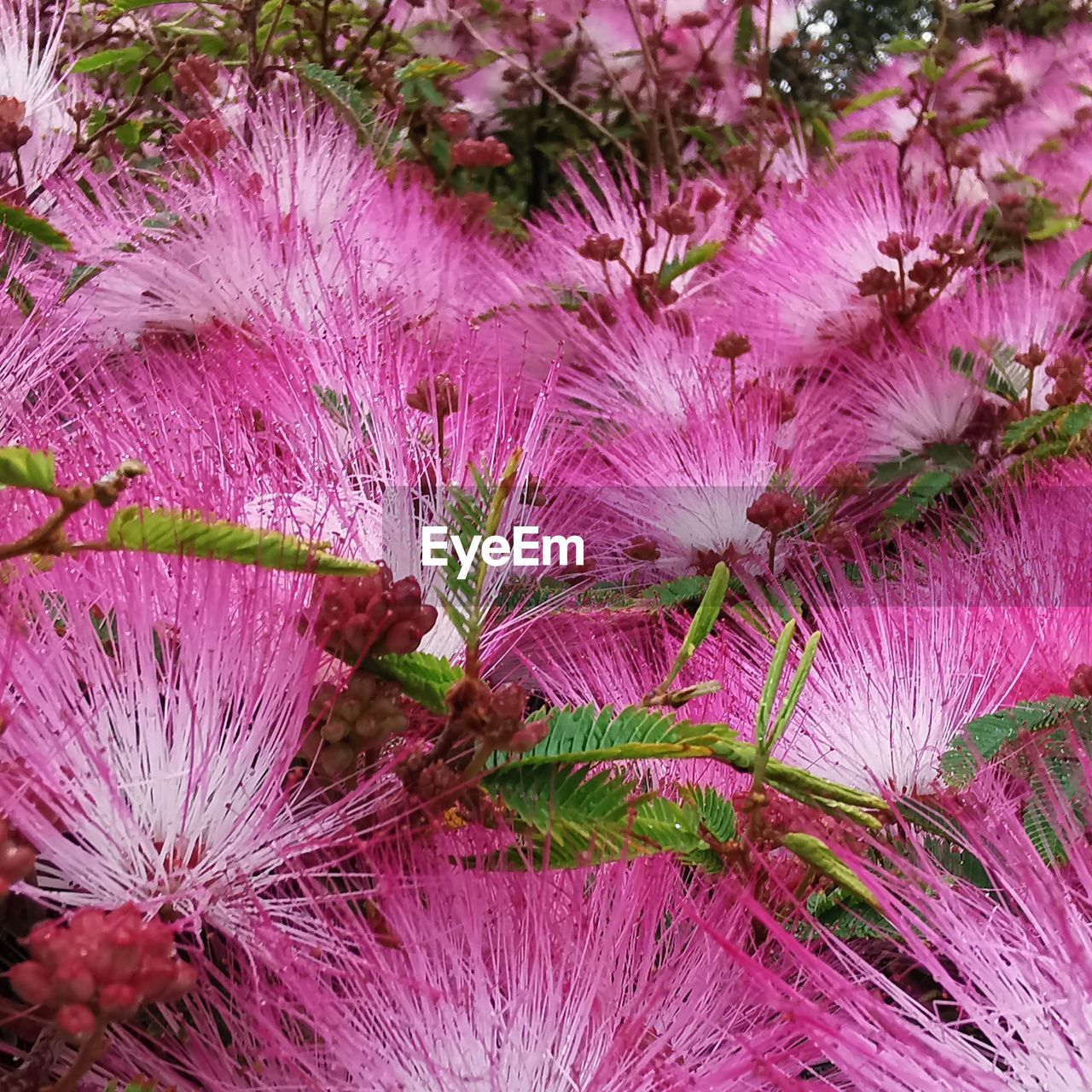 plant, flower, growth, beauty in nature, no people, pink, nature, leaf, freshness, close-up, day, flowering plant, full frame, fragility, outdoors, tree, backgrounds, purple, high angle view