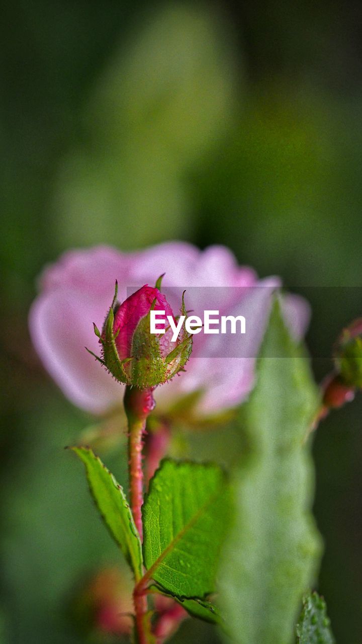 CLOSE-UP OF INSECT ON FLOWER