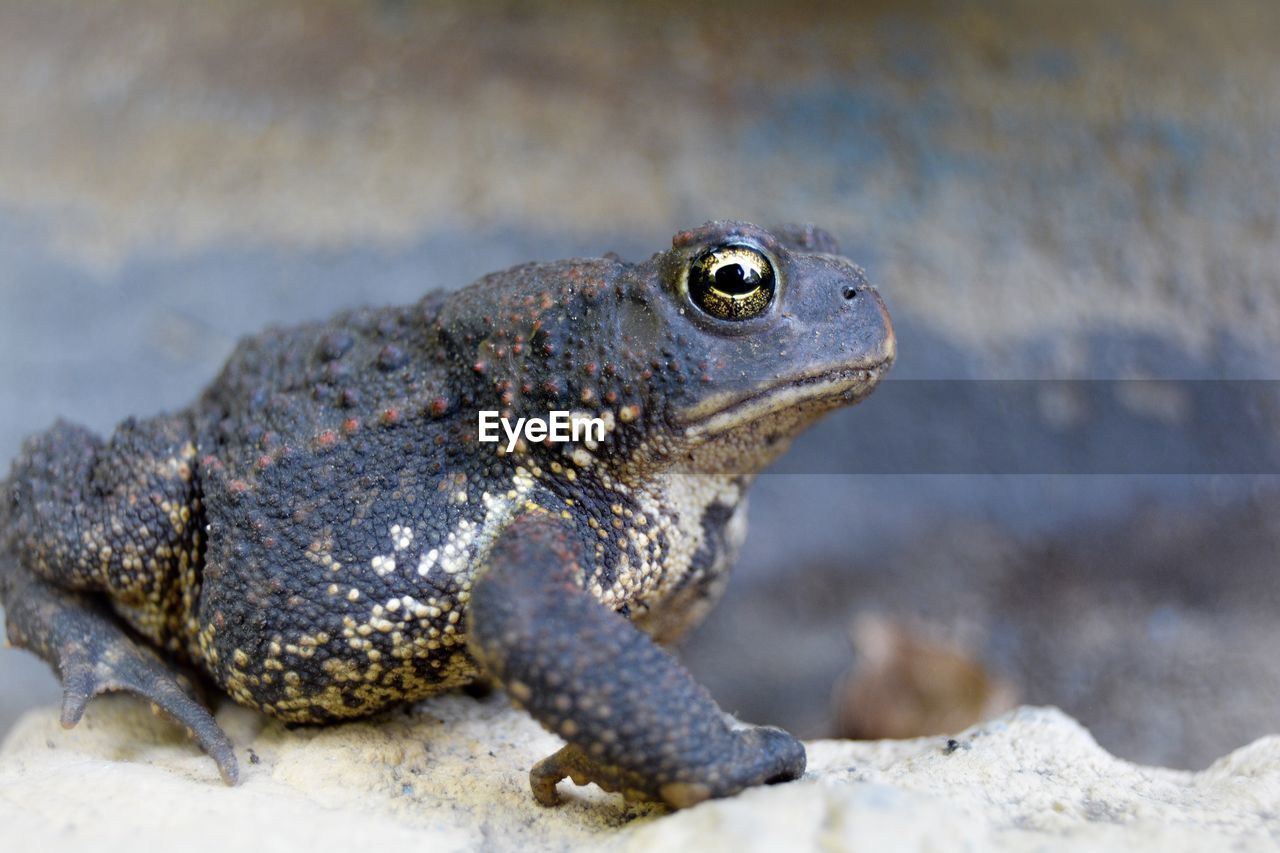 Close-up of frog